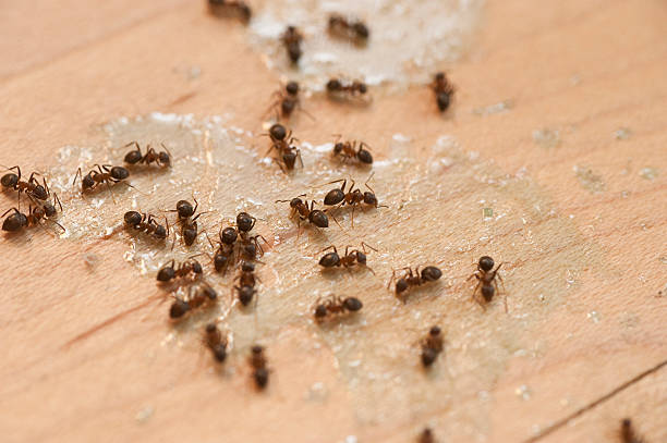 Professional Pest Control in Bennet, NE