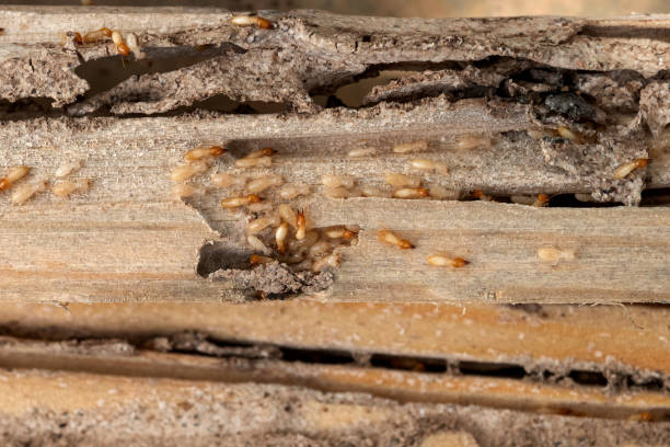 Best Termite Control Services  in Bent, NE