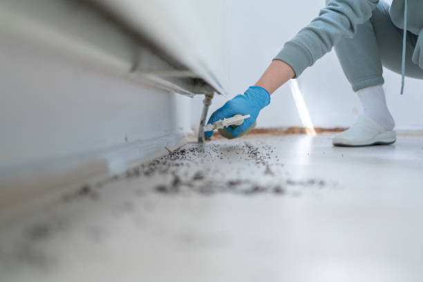 Best Flea Control Services  in Bent, NE